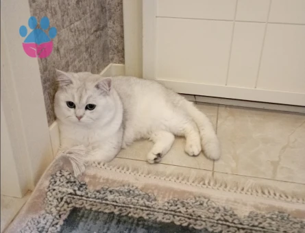 British Shorthair 2 Yaşında Kızgınlıkta