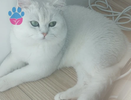 British Shorthair 2 Yaşında Kızgınlıkta
