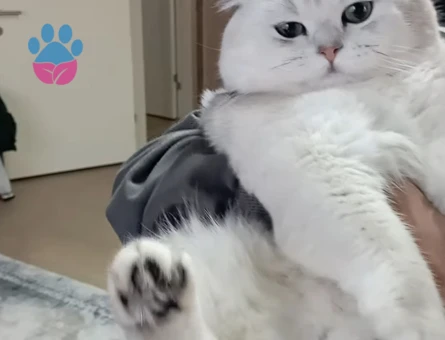 British Shorthair 2 Yaşında Kızgınlıkta