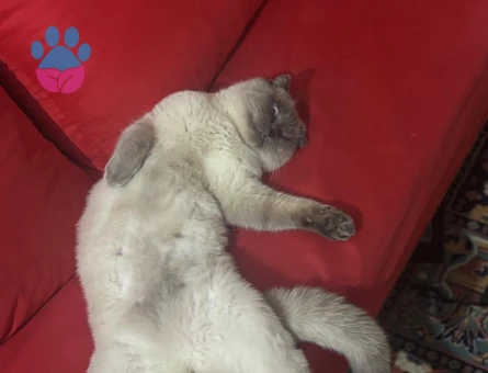 Scottish Fold Kedime Eş Arıyorum