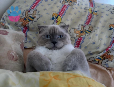 Scottish Fold Kedime Eş Arıyorum
