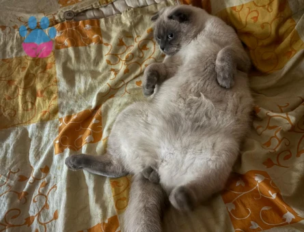 Scottish Fold Kedime Eş Arıyorum