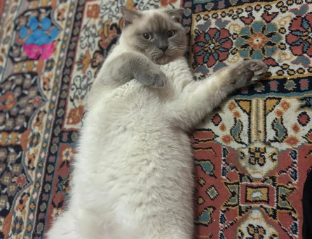 Scottish Fold Kedime Eş Arıyorum
