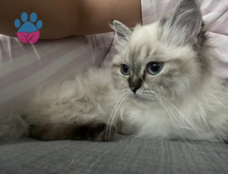 Himalayan 1 Yaşında Kedim Eş Arıyor