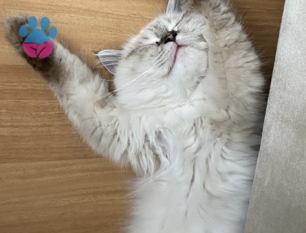 Himalayan 1 Yaşında Kedim Eş Arıyor