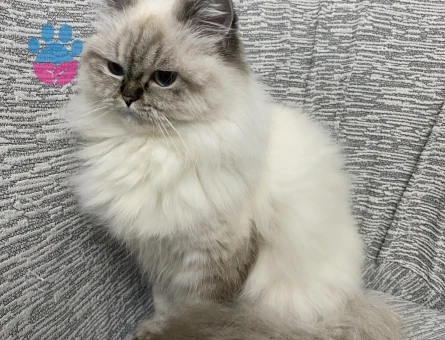 Himalayan 1 Yaşında Kedim Eş Arıyor