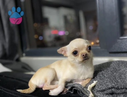 chihuahua Köpeğime Eş arıyorum