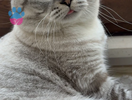 British Shorthair 1 Yaşında Kedime Eş arıyoruz