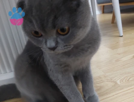Scottish Fold Dişi Kedime British Eş Arıyorum