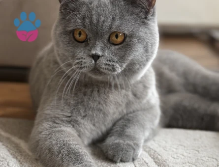 Biritish Shorthair Oğlum Eş Arıyor