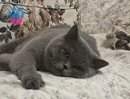 Biritish Shorthair Oğlum Eş Arıyor