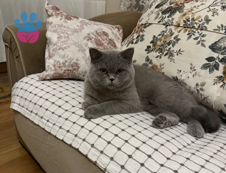 Biritish Shorthair Oğlum Eş Arıyor