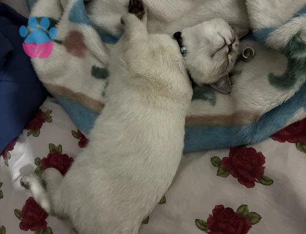 British Shorthair Oğluma gelin arıyorum