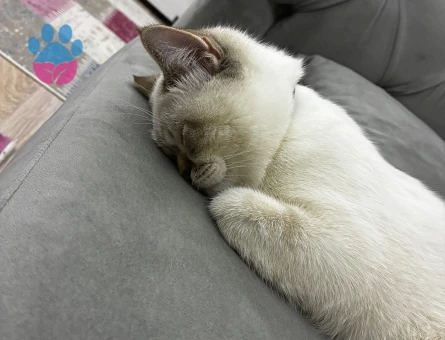 British Shorthair Oğluma gelin arıyorum