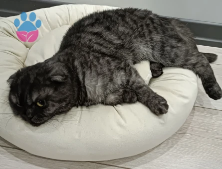 Kedime eş arıyorum