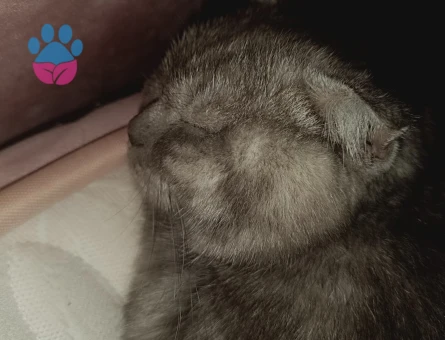Scottish Fold kedimi çiftleştirmek için eş arıyorum