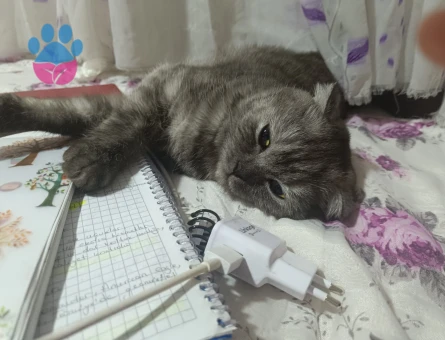 Scottish Fold kedimi çiftleştirmek için eş arıyorum