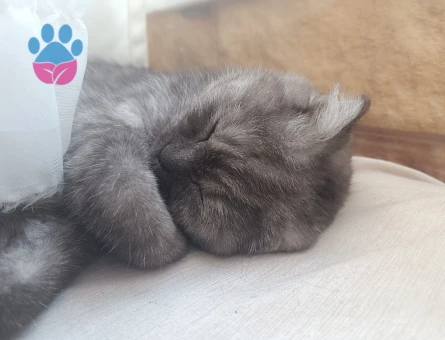 Scottish Fold kedimi çiftleştirmek için eş arıyorum