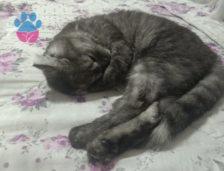 Scottish Fold kedimi çiftleştirmek için eş arıyorum