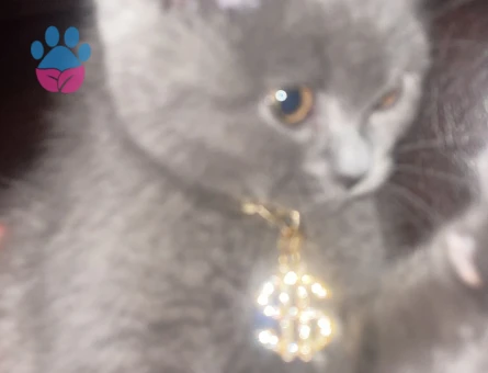 British Shorthair Prens için prenses aday aranıyor