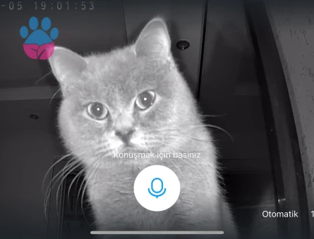 British Shorthair Prens için prenses aday aranıyor