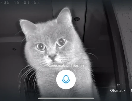 British Shorthair Prens için prenses aday aranıyor - 118982396