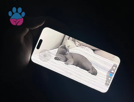 British Shorthair Prens için prenses aday aranıyor