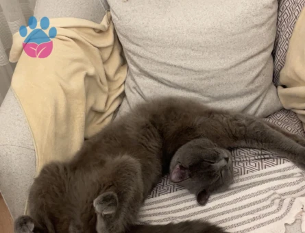 British Shorthair Prens için prenses aday aranıyor