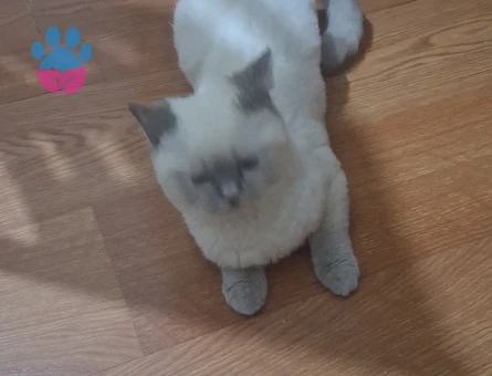 British Shorthair 6 Aylık Dişi Kedim Eş Arıyor