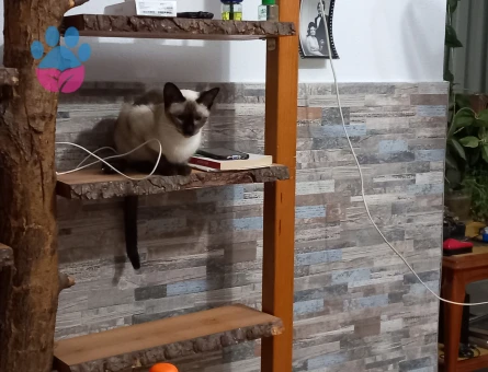 Siyam 1 Yaşında Kedime Eş Arıyorum