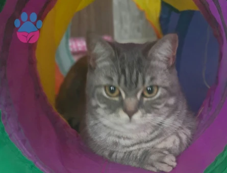 British Shorthair Kedim İçin Eş Arıyorum