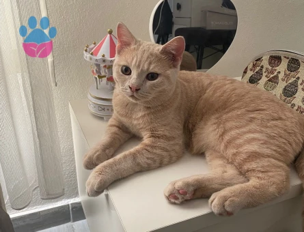 British Oğlumuza Oğlumuza kız arıyoruz