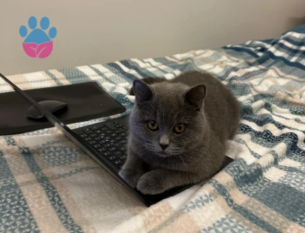 British Shorthair Prens için prenses aday aranıyor