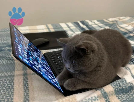 British Shorthair Prens için prenses aday aranıyor