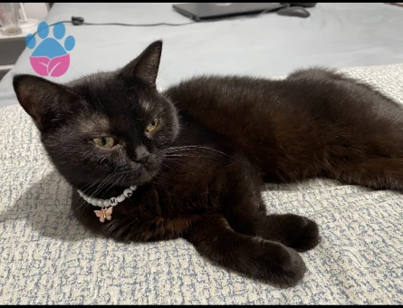 British Dişi Kedime Erkek Kedi Arıyorum