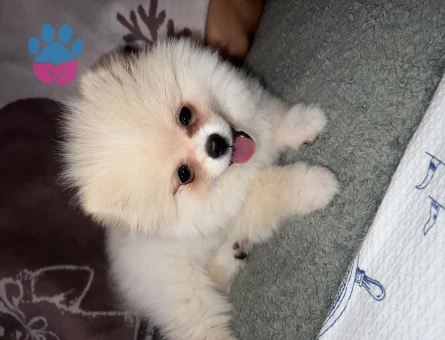 Pomeranian Boo 1 Yaşında Dişi Eş Arıyor