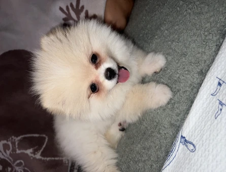 Pomeranian Boo 1 Yaşında Dişi Eş Arıyor - 118963774