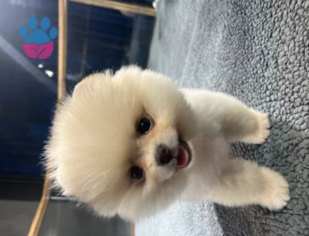 Pomeranian Boo 1 Yaşında Dişi Eş Arıyor