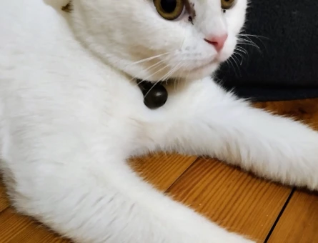 British Shorthair 1 Yaşında Eş Arıyor - 118963775