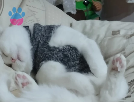 British Shorthair 1 Yaşında Eş Arıyor