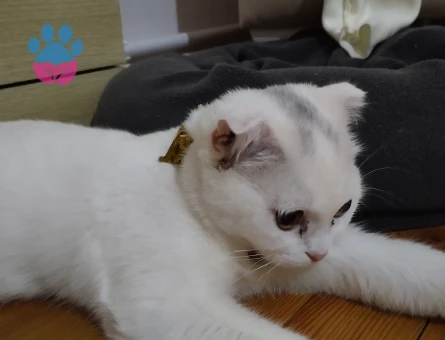 British Shorthair 1 Yaşında Eş Arıyor