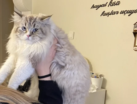 British Longhair 1 Yaşında Kedim Eş Arıyor - 118963790