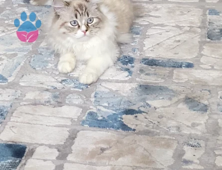 British Longhair 1 Yaşında Kedim Eş Arıyor