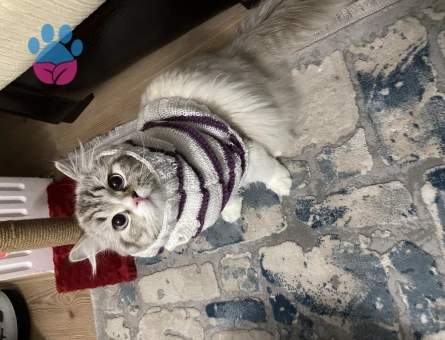 British Longhair 1 Yaşında Kedim Eş Arıyor