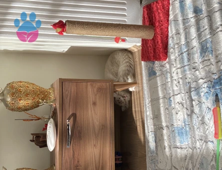 British Longhair 1 Yaşında Kedim Eş Arıyor