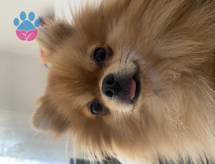 Pomeranian Boo 2 Yaşında Köpeğim Eş Arıyor
