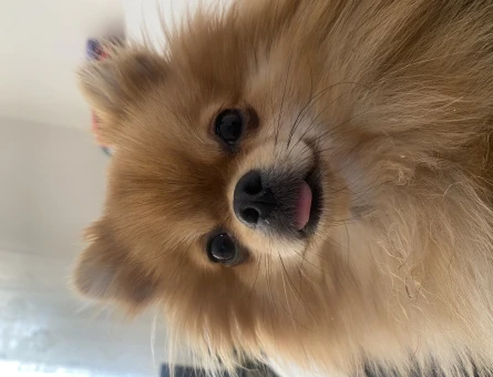 Pomeranian Boo 2 Yaşında Köpeğim Eş Arıyor - 118963791