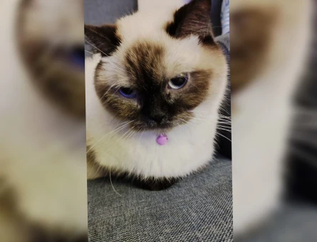 British Shorthair 1 Yaşında Eş Arıyor - 118963891