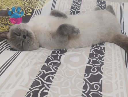 British 1,5 Yaşında Kedim Eş Arıyor