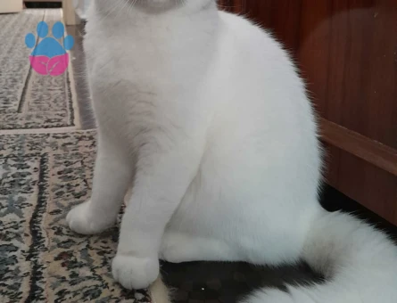 Scottish Fold Kızım Eş Arıyor